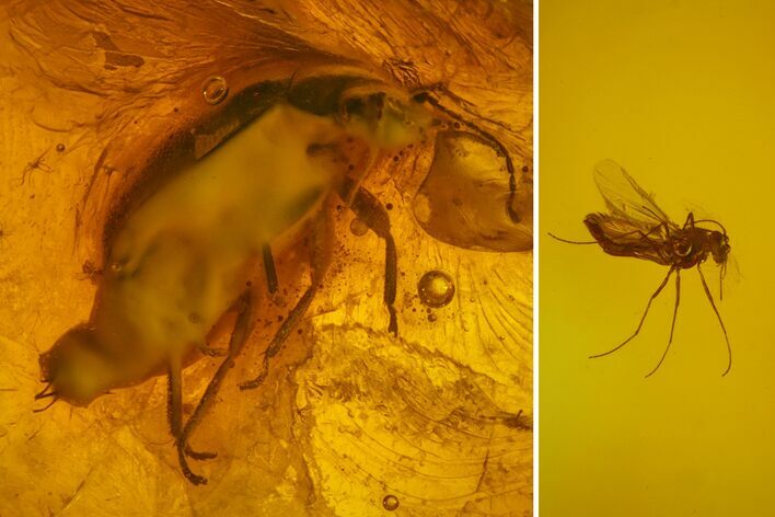 Fossil Fly (Diptera) and Beetle (Coleoptera) In Baltic Amber #173682